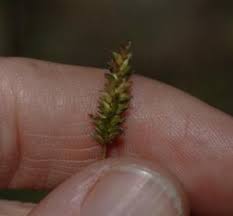 Image result for Sacciolepis indica