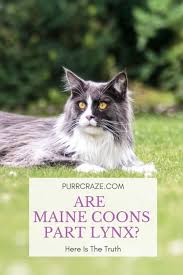The cat crossed with a raccoon is most often attributed to the maine coon, a large fluffy cat that can have striped marking like a raccoon. Are Maine Coons Part Lynx Here Is The Truth Purr Craze