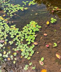 Image result for Brasenia