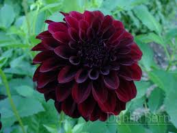 Black Satin Dahlia Barn North Bend Dahlia Flower Flower Farm Dahlia