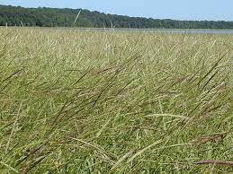 Wild rice moose lake wild rice sells wild rice that is 100% naturally grown lake and river wild rice from minnesota and canada. Minnesota State Grain Wild Rice