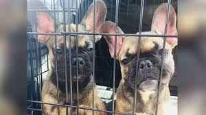 Cool and calm french bulldog puppies for adoption. 23 French Bulldog Puppies Looking For New Homes How You Can Help