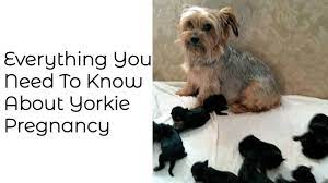 Pin On Yorkshire Terrier Blog Everything You Need To Know