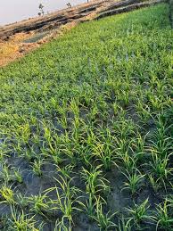 Image result for Senecio urundensis