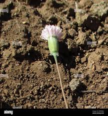 Image result for Emilia transvaalensis