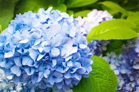 We did not find results for: How And When To Prune Hydrangeas Lovethegarden