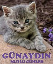 Good Morning Good Morning News End Of Daily News Good Luck My Cats Happy Cats Sevimli Hayvan Yavrulari Guzel Kediler Hayvan