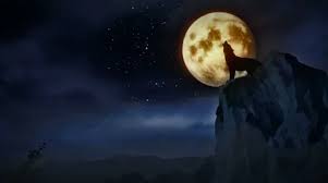 Looking for the best wolf howling at the moon wallpaper? Wolf Howl Moon Stock Video Footage Royalty Free Wolf Howl Moon Videos Pond5
