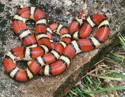 Definition Aposematisme Aposematique Futura Planete Dans la lutte constante pour leur survie, les animaux ont développé une incroyable variété de couleurs, de motifs et de formes qui les aident à repousser. futura planete