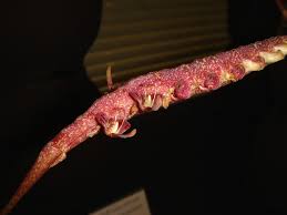 Image result for Bulbophyllum sandersonii