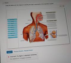 The nasal cavity is the main entrance of air into respiratory systems. Solved Part A Drag The Labels Onto The Diagram To Ident Chegg Com