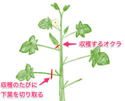 オクラの栽培方法 育て方のコツ やまむファーム