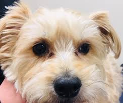 Inverted eyelids that irritate the cornea. What Is Tear Staining In Dogs How Do I Treat It Medvet