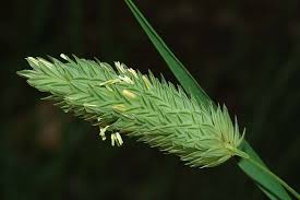 Image result for Phalaris