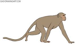 How to draw an easy monkey, step by step, drawing guide, by dawn. How To Draw A Monkey Easy Drawing Art