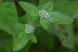 Image result for Spermacoce ocymoides