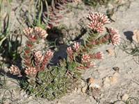 Image result for Crassula alticola