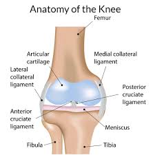 Check spelling or type a new query. Knee Anatomy Orthopedic Knee Specialist Manhattan New York City Ny