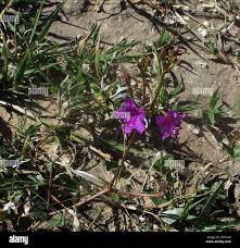 Image result for Commicarpus pentandrus