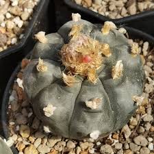 Image result for Loxodera caespitosa