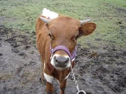 Weaning Halter Training Cows Horse Life Show Cattle Show Cows