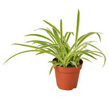 Image result for Chlorophytum