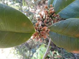 Image result for Mikania sagittifera