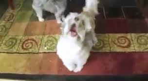 Insan Gibi Bagiran Kopek Video 7