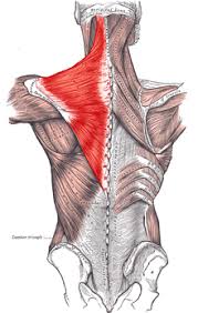 The arm's curved shape comes from its major exterior muscles. Trapezius Muscle Simple English Wikipedia The Free Encyclopedia