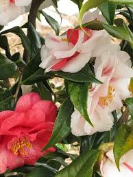 Camellia Japonica Lady Vansittart Camellia Plant Camellia Beautiful Flowers