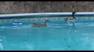 But i was very lucky my uncle always helped me to get out of the trouble. Tips To Stop Ducks From Swimming In Your Pool Youtube