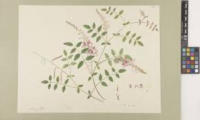 Image result for Microcharis annua