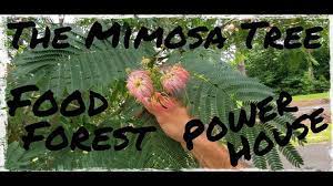 One Of The Best Beneficial Trees For Your Food Forest Mimosa Tree Youtube Mimosa Tree Food Forest Mimosa