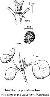 Image result for Trianthema