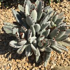 Panda Plant Family Crassulaceae Genus Kalanchoe Species Tomentosa Native Madagascar This Native To Madagas Succulents Planting Succulents Plant Collection