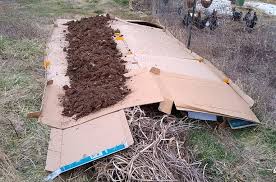 You can also take the aquarium water from your tank and use it to fertilize the garden. Fertilizing A Garden Entirely For Free Resilience