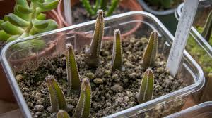 Since the san pedro cactus can reach heights of 19 feet tall, it is typically grown outdoors. How To Grow Cactus From Seed Desert Plants Of Avalon