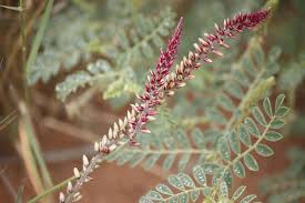 Image result for Hermbstaedtia