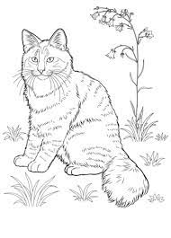 Incredible cat coloring page to print and color for free : Norwegian Forest Cat Coloring Page Free Printable Coloring Pages Malarbocker For Vuxna Malarbocker Malarbok