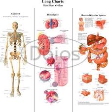 Broadly considered, human muscle—like the muscles of all vertebrates—is often divided into striated muscle, smooth muscle, and cardiac muscle. Anatomy Chart Anatomy Charts Exporter From Ambala