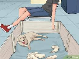 Rub the puppy with a towel right after the membrane comes off, the mother dog will normally lick the puppy, which will stimulate it to breathe and cry. 3 Ways To Handle A Mother Dog Refusing To Stay With Her Puppies