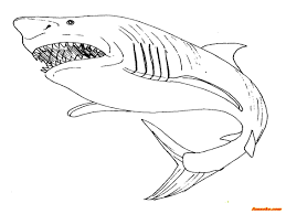 It consists of pictures of sharks and other sea creatures that could be intriguing to your child. Megalodon Coloring Pages To Print Funsoke Coloring Home