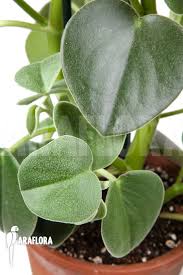 Peperomia (peperomia spp.) is a genus of plants containing more than 1,500 species, with the common types often being grown as compact houseplants.also known as radiator plants, they are neither as striking as begonias nor as hardy as dracaena, which might account for their relatively low profile in the world of houseplants.but these plants have all the features we look for in a good. Araflora Exotic Flora More Peperomia Hovaria
