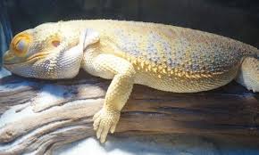 How Big Do Bearded Dragons Get A New Owner Must Read