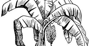 Bagaimana menurut anda mengenai mewarnai gambar batik nusantara di atas? Gambar Lukisan Pokok Pisang Cikimm Com
