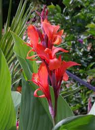 Canna Indica Edulis India Shot Lily Canna Lily 10 Seeds In 2021 Lily Plants Canna Lily Plants