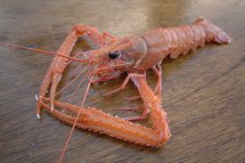 アカザエビ | Ocean Bistro とぅくとぅく