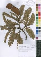 Image result for Brachystegia longifolia