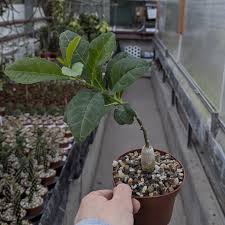 Image result for Adenia repanda