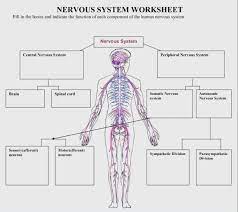Maybe you would like to learn more about one of these? Nervous System Diagram Diagram Quizlet